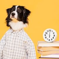 Escuelas caninas: cómo saber si tu perro necesita un profesor
