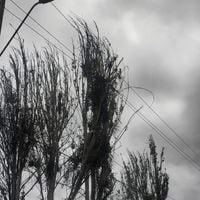 Corte de energía en La Serena: caída de un árbol deja más de 9 mil usuarios afectados