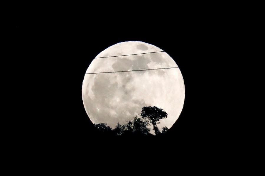 The full moon is seen rising behind a tree during the penumbral lunar eclipse in Ronda, near Malaga