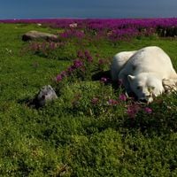 ¿Se están adaptando los osos polares al cambio climático?