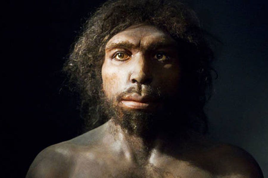 Pourquoi Les Homo Erectus Migrent T Il
