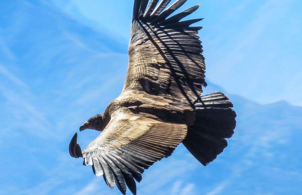 Una cóndor vuela en las alturas. FOTO: Chagual Orrego