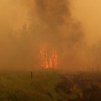 Piden evacuar los sectores Ranquilhue Chico y Tranaquepe Alto en Tirúa por incendio forestal