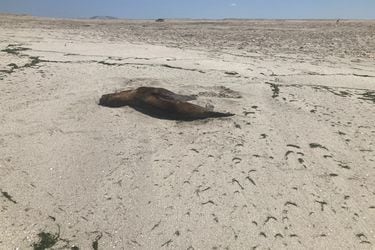 Sernapesca confirma segundo caso positivo de influenza aviar en lobo marino en Antofagasta