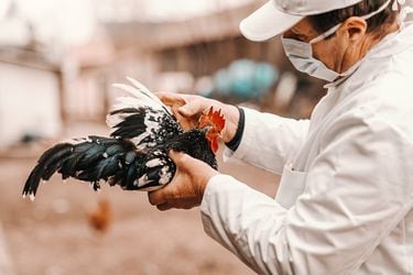 Chile se declara libre de Influenza Aviar Altamente Patógena en aves de corral