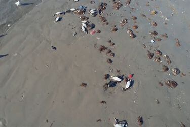 SAG investiga muerte de más de 200 aves halladas en Playa Changa en Coquimbo