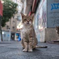 Este país está muy cerca de prohibir que todos los gatos deambulen por sus calles: estas son las 3 razones
