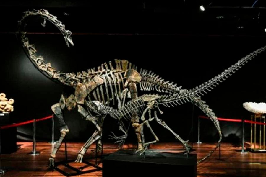 dinosaurio museo afp