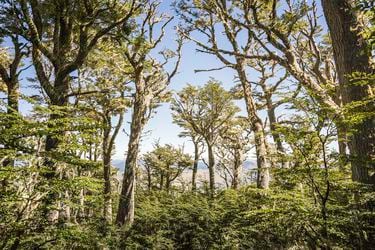 Investigadores de Unesco demuestran que bosques y plantaciones forestales han frenado la desertificación en Chile
