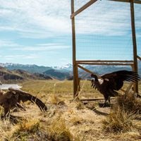 Bagual, Chicoco, Cuyén y Eclipse: liberan a cuatro cóndores en el Parque Nacional Patagonia