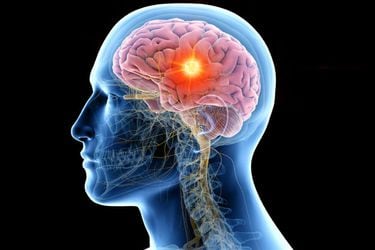 Neurociencia: los nocivos efectos en el funcionamiento del cerebro de una dieta alta en grasas y azúcares