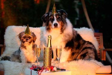 perros-celebrando-ano-nuevo