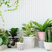 Cuáles son las plantas que hay que evitar en el hogar, según el Feng Shui