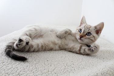 Bienvenido a casa: 6 consejos esenciales para recibir a un gato por primera vez