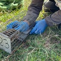 Viven en madrigueras subterráneas: luego de 65 años reaparece esquiva especie en el sur de Chile