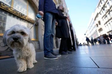 Anticucho en Estación Central: ¿Es peligroso comer carne de perro?