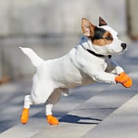 Zapatos para perros: ¿sirven realmente para evitar el calor?