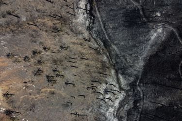 Incluso en suelos carbonizados: Científicos descubren microscópica especie que sobrevive a los incendios forestales