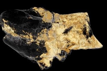 Descubren el primer fósil de un cerebro de dinosaurio
