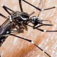 Ministra Aguilera afirma que “estamos en amenaza de introducción permanente” del mosquito del dengue