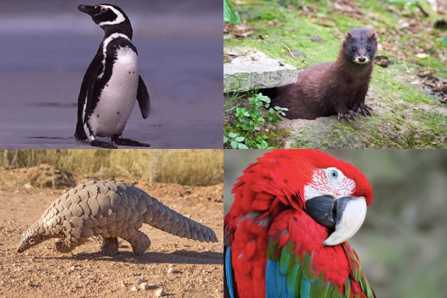 Bañera compartir clase Especies animales que están en peligro de extinción - La Tercera