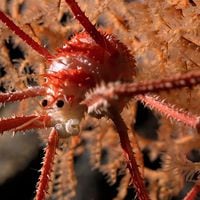 Descubren un “gran tesoro de especies” en montes submarinos cerca de Chile 