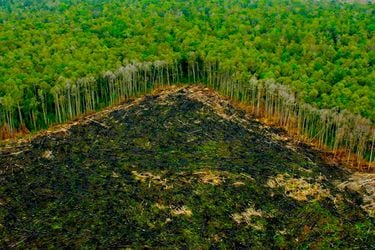 El tamaño del área deforestada en el Amazonas equivale a 7 veces la ciudad de Nueva York