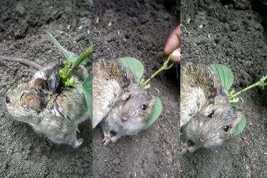 Agricultor indio encuentra ratón con una planta creciendo en su espalda