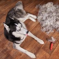 Por qué ocurre el pelechaje en las mascotas (y cómo evitar que tu casa se inunde de pelos)