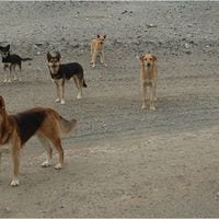 Corte de Antofagasta acoge recurso de protección que busca aplicar eutanasia a perros abandonados