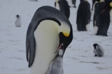 Científicos advierten que pingüinos Emperador en la Antártida se enfrentan a la extinción