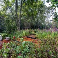 No más pasto: cómo tener un jardín sustentable en casa
