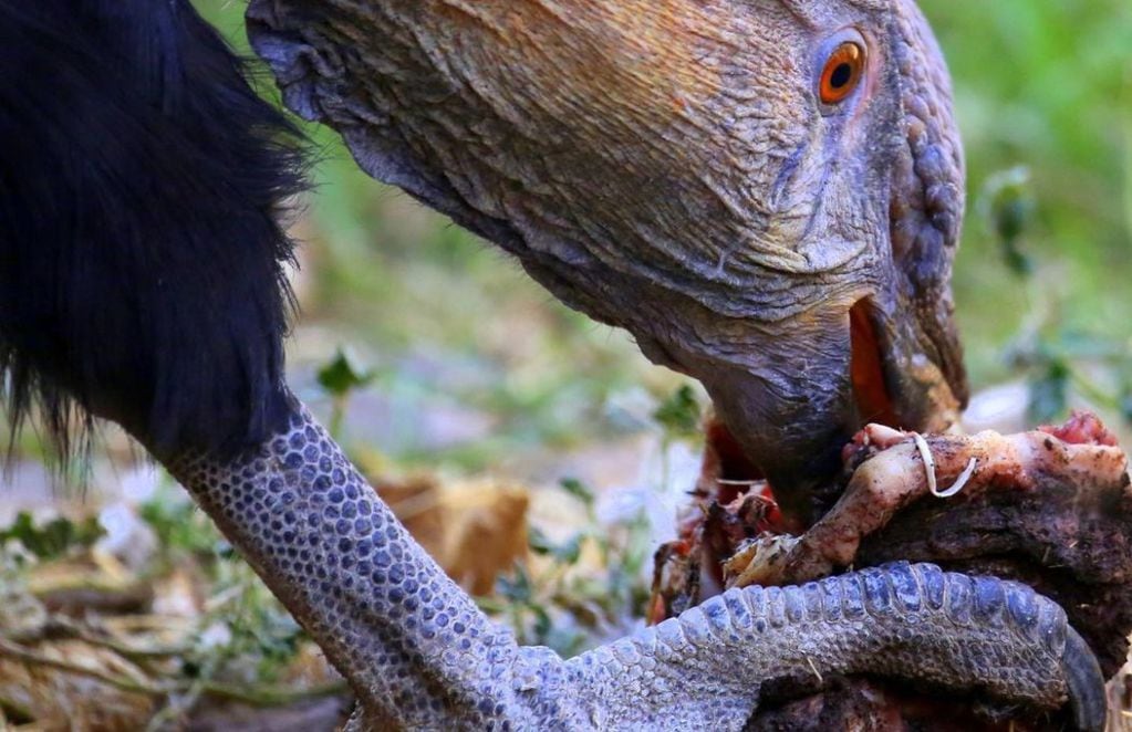 Cóndor macho se alimenta en el CRAR. FOTO: Proyecto Manku
