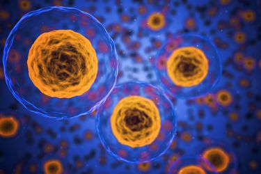 Importante hallazgo de físicos chilenos entrega algunas respuestas sobre los tejidos celulares de los órganos