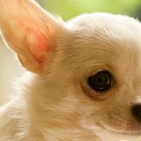 Brutal: hombre decapita con mordisco a perro chihuahua