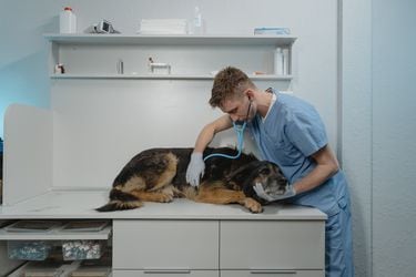 Alerta por Brucella canis, extraña e incurable enfermedad en perros que está infectando a humanos 