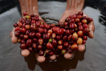 Coffee Harvesting and Processing as Indonesian Crop Forecast to Tumble Most in 5 Years on Drough