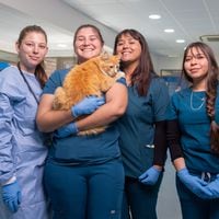 Hospital Docente Clínico en Buin Zoo inicia pasantías con los futuros médicos veterinarios USS