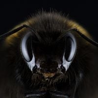 ¿Por qué las abejas tienen reinas? Dos biólogos explican la increíble estructura social de este insecto