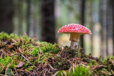 Los hongos alucinógenos podrían tratar la depresión, según la ciencia