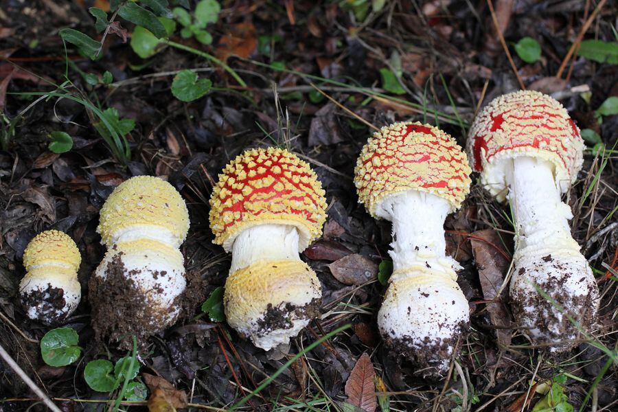 Amanita muscaria OK