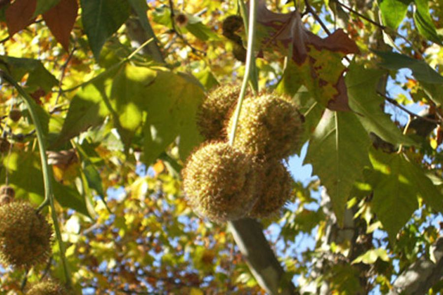 arboles-mexico-platanos-orientales-de-sombra-en-tipos-de-alergia-al-polen-alergiastop-indalo-codex-foto-xaverio-jpg