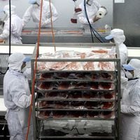 Confirman despido de trabajadores de planta procesadora de salmones Entrevientos tras incendio