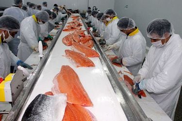 ARCHIVO Proceso de salmones