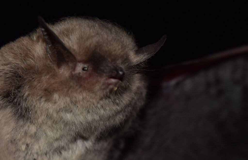 Un murciélago de la nueva especie Myotis Arescens. FOTO: Annia Rodríguez