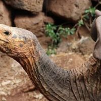  La tortuga que salvó a su especie vuelve a su hogar después de 44 años
