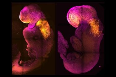 Científicos de Cambridge crean embriones sintéticos con cerebro y corazón latiendo 