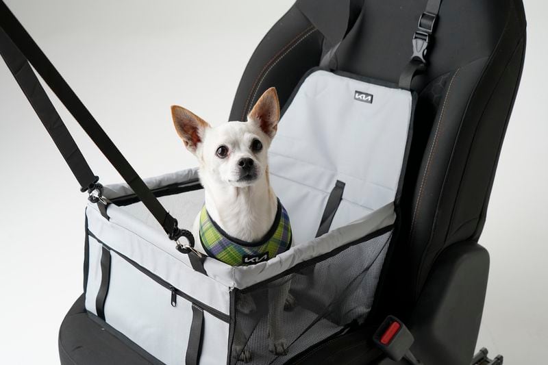 Kia will let you visit dealerships with pets - The Storiest