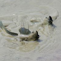 ¿Qué es este extraño pez que se arrastra por el lodo y puede ser clave para entender la evolución humana?