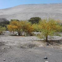 Por primera vez secuencian ADN de un árbol del desierto de Atacama: este es su secreto para sobrevivir en el lugar más seco del mundo